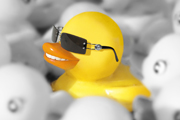 Duck 100%