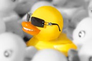 Duck 50%